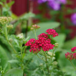 Achillea millefolium 'Red Velvet' Röllika