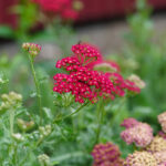 Achillea millefolium 'Red Velvet' Röllika