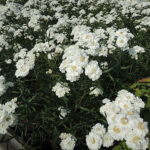 Achillea ptarmica 'Boule de Neige' Vitpytta