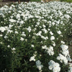 Achillea ptarmica 'Boule de Neige' Vitpytta