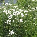 Achillea ptarmica 'The Pearl' Vitpytta