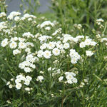 Achillea ptarmica 'The Pearl' Vitpytta