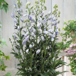 Aconitum 'Cloudy' Oktoberstormhatt