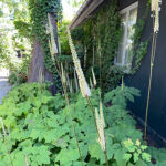 Actaea cordifolia 2L Spjutsilverax