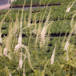 Actaea racemosa Läkesilverax