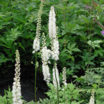 Actaea racemosa Läkesilverax