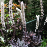 Actaea simplex 'Pink Spike' 2L Höstsilverax