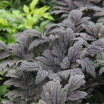 Actaea simplex 'Pink Spike' 2L Höstsilverax