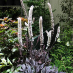 Actaea simplex 'Pink Spike' 2L Höstsilverax