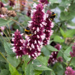 Agastache BEELICIOUS PINK 'Agapk' Anisisop