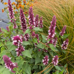 Agastache BEELICIOUS PINK 'Agapk' Anisisop