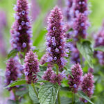 Agastache BEELICIOUS PURPLE 'Agapd' 2L Anisisop