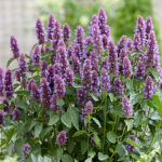Agastache BEELICIOUS PURPLE 'Agapd' 2L Anisisop