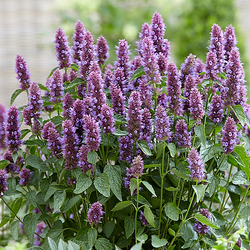 Agastache BEELICIOUS PURPLE 'Agapd' 2L Anisisop