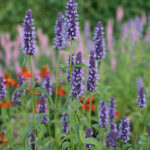 Agastache 'Black Adder' Anisört