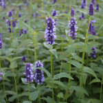 Agastache 'Black Adder' Anisört
