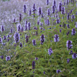 Agastache 'Black Adder' Anisört