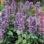 Agastache 'Blue Boa' 2L Anisört