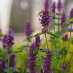 Agastache 'Blue Boa' 2L Anisört