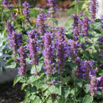 Agastache 'Blue Boa' 2L Anisört