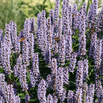 Agastache 'Blue Fortune' Anisört