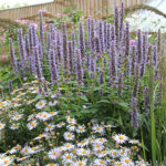 Agastache 'Blue Fortune' Anisört