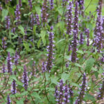 Agastache rugosa 'Little Adder' 2L Koreansk anisisop