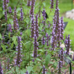Agastache rugosa 'Little Adder' 2L Koreansk anisisop