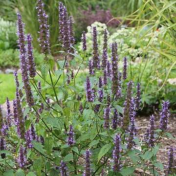 Agastache rugosa 'Little Adder' 2L Koreansk anisisop