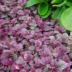 Ajuga reptans 'Burgundy Glow' Brokbladig revsuga