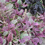 Ajuga reptans 'Burgundy Glow' Brokbladig revsuga