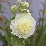 Alcea rosea 'Pleniflora' gul Stockros