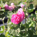 Alcea rosea 'Pleniflora' rosa Stockros