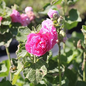 Alcea rosea 'Pleniflora' rosa Stockros