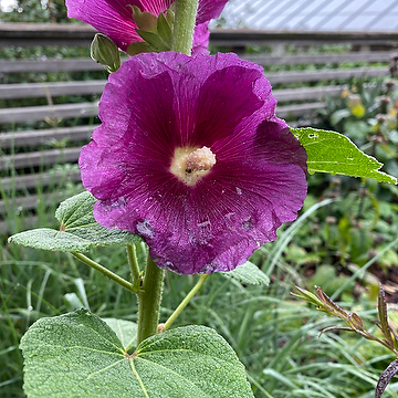Alcea rosea Spotlight-Serien 'Purple Rain' Stockros
