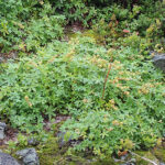 Alchemilla alpina Fjällkåpa