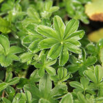 Alchemilla alpina Fjällkåpa