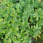 Alchemilla alpina Fjällkåpa