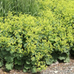 Alchemilla mollis Jättedaggkåpa