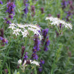 Allium tuberosum Kinesisk gräslök