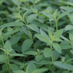 Aloysia citriodora Citronverbena