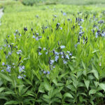 Amsonia 'Blue Ice' Amsonia