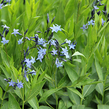 Amsonia 'Blue Ice' Amsonia