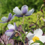 Anemone WILD SWAN 'Macane001' Trädgårdsanemon
