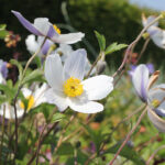 Anemone WILD SWAN 'Macane001' Trädgårdsanemon