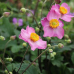 Anemone hupehensis 'Cinderella' Höstanemon
