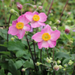 Anemone hupehensis 'Cinderella' Höstanemon