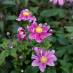 Anemone hupehensis FANTASY ARIEL 'Ifanfa' 2L Höstanemon