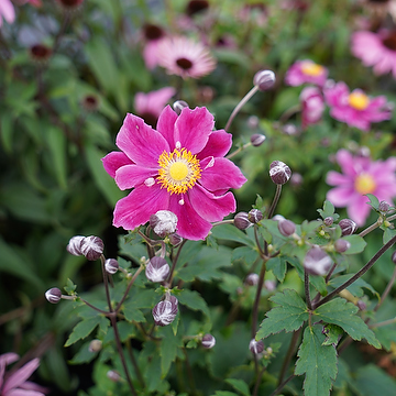 Anemone hupehensis FANTASY ARIEL 'Ifanfa' 2L Höstanemon