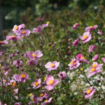 Anemone hupehensis 'Splendens' Höstanemon